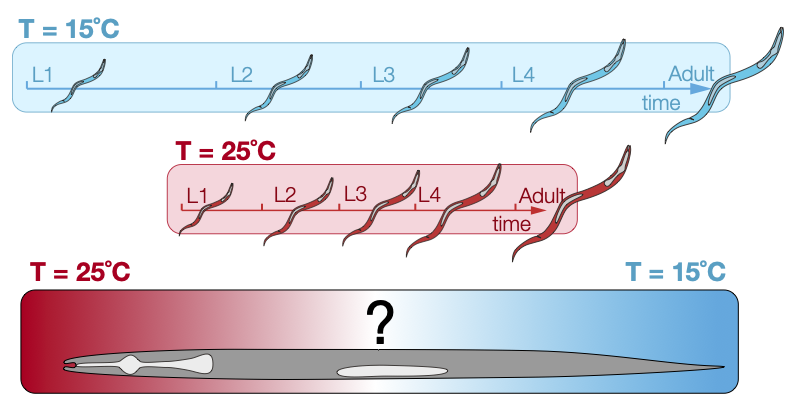 Uncovering molecular mechanisms of developmental tissue coordination with spatiotemporal temperature perturbations